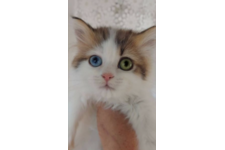 塩脇紀子ブリーダー